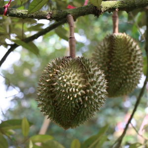 ۶2ڣԳгʡƷ